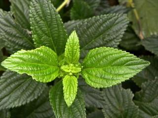 Fototapeta na wymiar Green nettle foliage close view