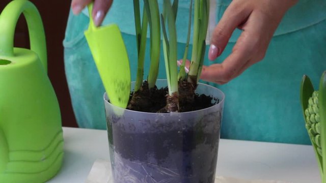 A woman shovels the soil near the sprouts of a daffodil in a pot. Adds soil to the tubers. Close-up shot.