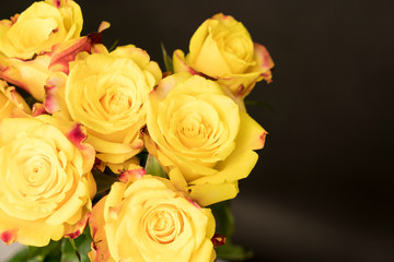 Gelbe Rosen mit rotem Rändchen, Strauß, Profil,  vor schwarzem Hintergrund
