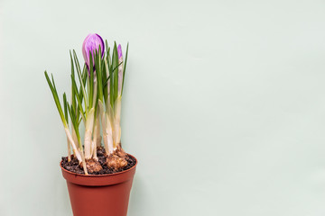 Fresh purple crocus sprouts in pot on the light green background, copy space.