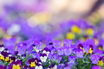 Lilac violets close up on a blurry floral background. Multi-colored field of violets. Bright spring flowerbed. Free space foe textnd