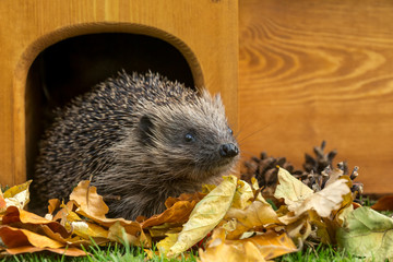 Hedgehog leaving his house,  Scientific name: Erinaceus Europaeus, wild, free roaming hedgehog, taken at from wildlife  hide to monitor health and population of this declining mammal, space for copy © Moorland Roamer