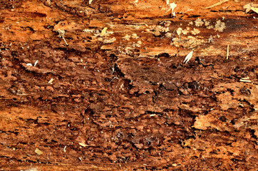 Detail of a tree bark eaten by bark beetle.