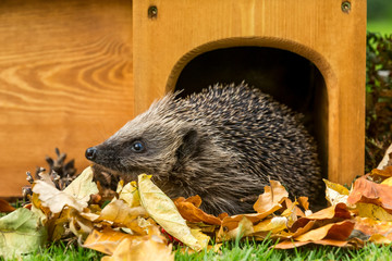 Hedgehog leaving house, wild, free roaming native hedgehog, taken from wildlife garden hide to monitor health and numbers of this declining species.  copy space