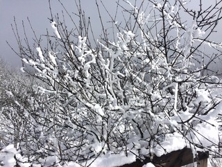 tree in snow