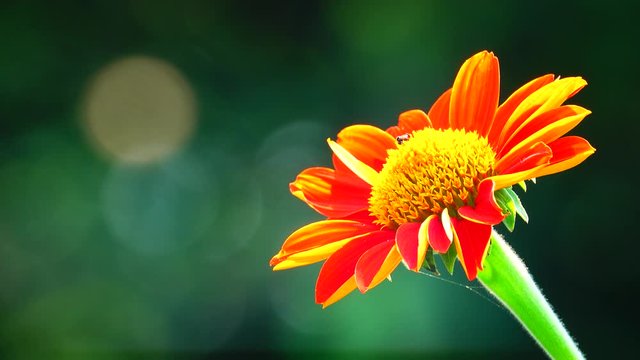 4K colorful zinnia flowers blooming in field bokeh backgound