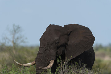 Elephant in the wilderness, African Elephant in the wilderness