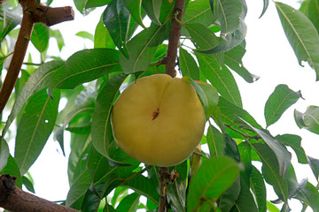 peach in the orchard
