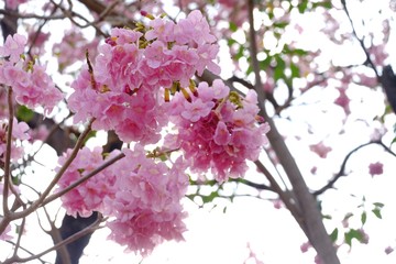 A sweet bouquet of Tabebuia flower blossom with a tree and white sky background
