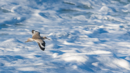 Willet, Tringa semipalmata, bird flying in California