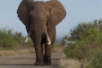 Fototapeta na wymiar Elephant in the wilderness, African Elephant in the wilderness
