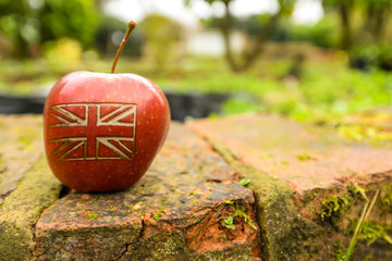 An apple in the garden