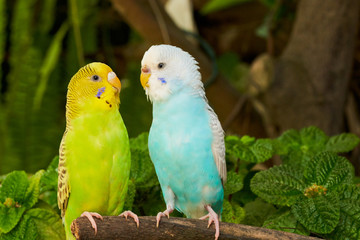 Pareja de Pericos