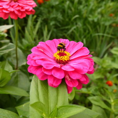 Fototapeta premium bee on a flower