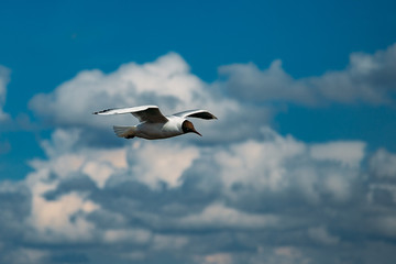 Flying black-headed gull on blue sky background