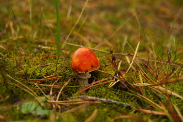 red mushroom in the forest