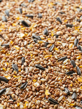 Close up of a bird seed mix with wheat, millet, sunflower seeds, sorghum, corn and peanuts.