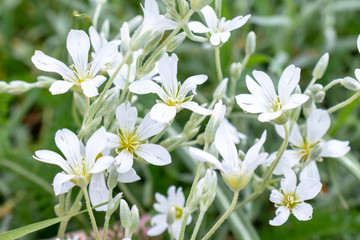 Snow-in-Summer, Cerastium tomentosum white flowers close up in garden, pretty small spring and summer flowers