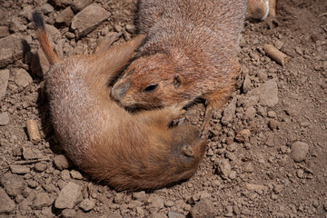 2 Prairie Dogs lay on each other just outside their den at a zoo in Upstate NY