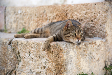 Cat relaxing on a doorstep in the Plaka neighborhood of Athens, Greece