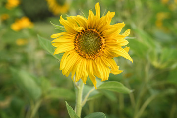 Big flower of a sunflower in the field