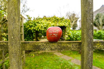 An apple in the garden