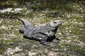 A big lizard iguana reptile lying in a nature background