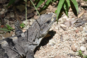 head of iguana lizard reptile in a nature background