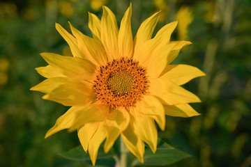 Big sunflower in the field in the rays of the setting sun