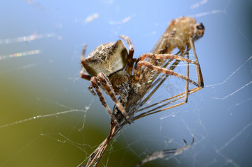 Large spider on a web with an insect in the form of prey