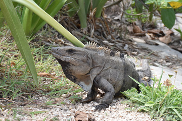 A big iguana lizard reptile lying  in a nature background