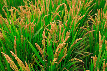 Rice fields in China