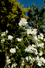 White cherry blossoms on a tree 