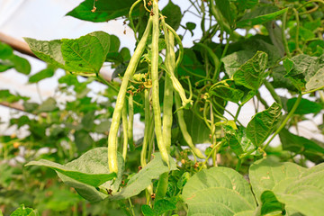 bean seedling on the farm