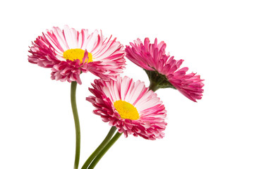 daisy flower isolated