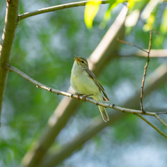 The willow warbler (Phylloscopus trochilus) is a very common and widespread leaf warbler which breeds throughout northern and temperate Europe. 
