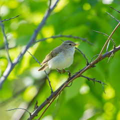 The willow warbler (Phylloscopus trochilus) is a very common and widespread leaf warbler which breeds throughout northern and temperate Europe. 