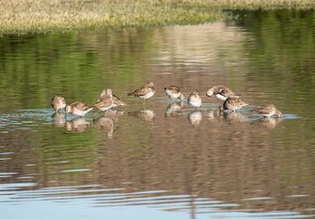 Greater Yellowlegs