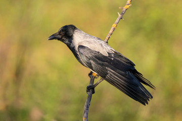 The hooded crow (Corvus cornix) . Hooded Crow-The Hooded Crow (Corvus cornix) is a Eurasian bird species in the crow genus.