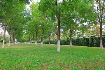 forest lawn in the park