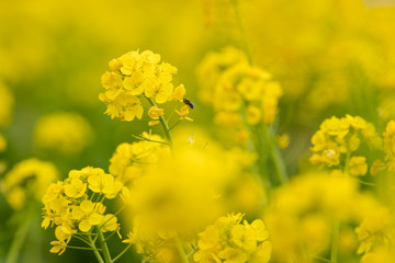 鴨川市の菜の花畑　千葉県鴨川市　日本