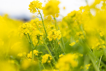 鴨川市の菜の花畑　千葉県鴨川市　日本