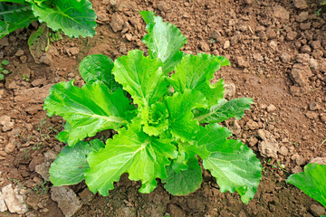 Chinese cabbage in the fields