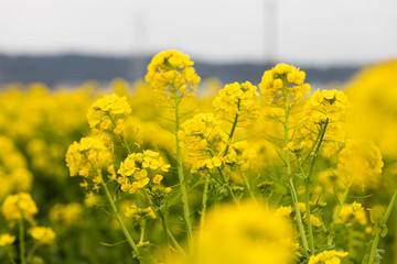 Fototapeta premium 鴨川市の菜の花畑 千葉県鴨川市 日本