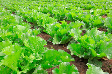 Chinese cabbage in the fields