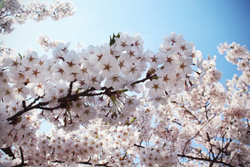 White japanese cherry blossoms on blue sky background