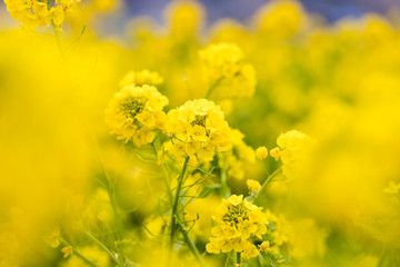 鴨川市の菜の花畑　千葉県鴨川市　日本
