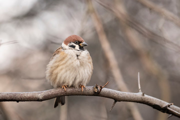 The Eurasian tree sparrow (Passer montanus) is a passerine bird in the sparrow family.
