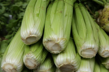 fresh organic juicy celery petioles sticks on a green background