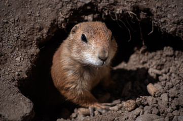 Prairie Dog sticking it's head outside the den at a zoo in Upstate NY